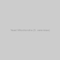 Image of Yeast Mitochondria (S. cerevisiae)